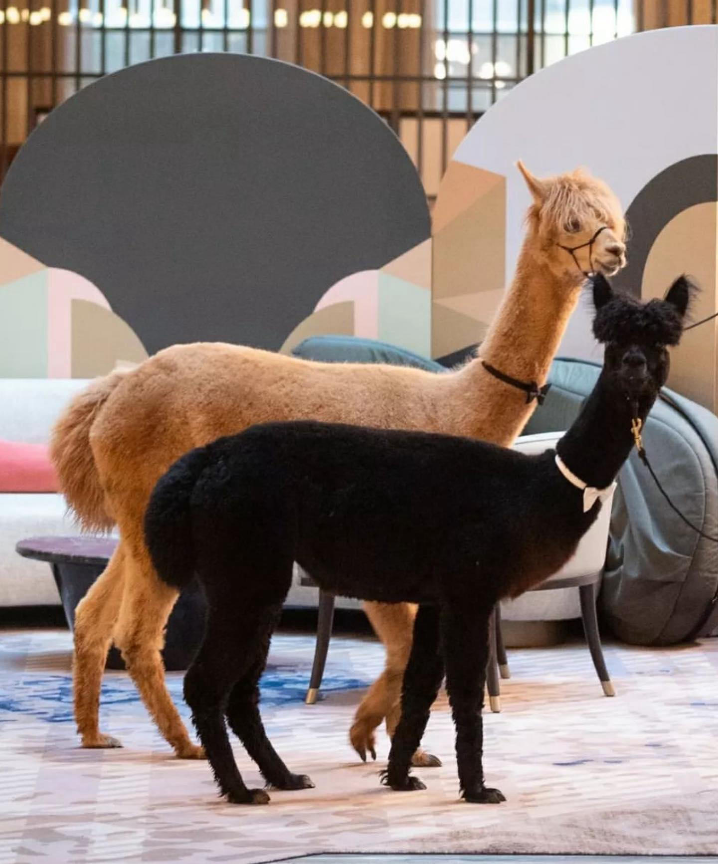 Did someone say llamas